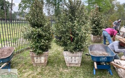 Commercial Landscape Installation