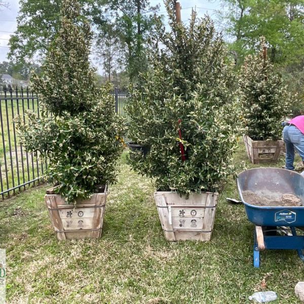 New-Ground-Services_Landscaping-in-Houston-093