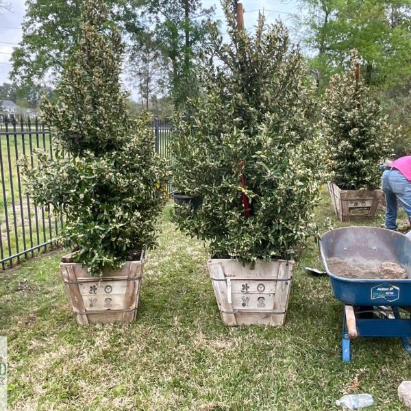 New-Ground-Services_Landscaping-in-Houston-093