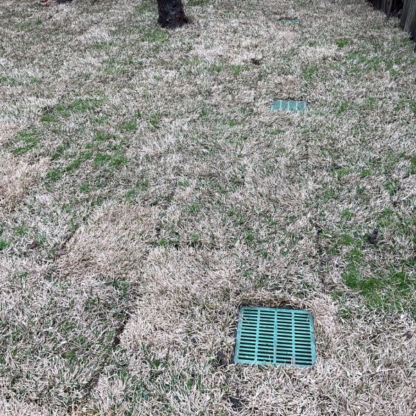 New-Ground-Services_Landscaping-in-Houston-295