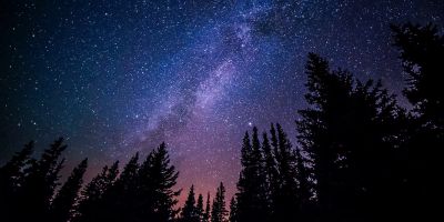 Dark forest with galaxy in the sky